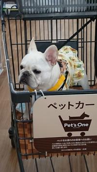 フレンチブルドック