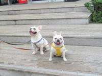 フレンチブルドック