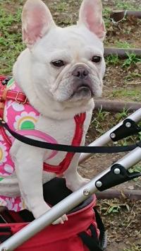 フレンチブルドック