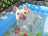 フレンチブルドック