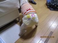 フレンチブルドック