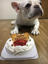 フレンチブルドック