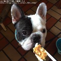 フレンチブルドック