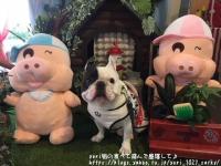 フレンチブルドック