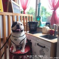 フレンチブルドック