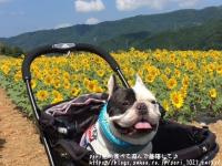 フレンチブルドック