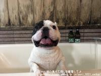 フレンチブルドック