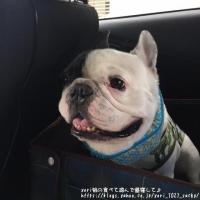 フレンチブルドック