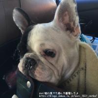 フレンチブルドック