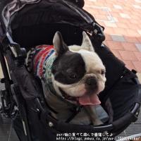 フレンチブルドック