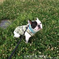 フレンチブルドック