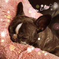 フレンチブルドック