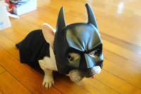 フレンチブルドック