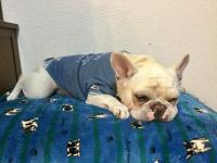 フレンチブルドック