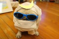 フレンチブルドック