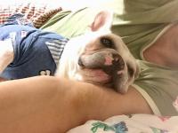 フレンチブルドック