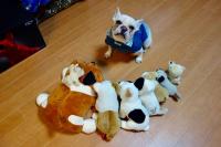 フレンチブルドック