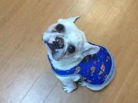 フレンチブルドック