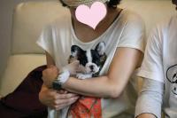 フレンチブルドック