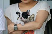 フレンチブルドック