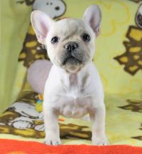 フレンチブルドック