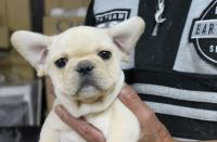 フレンチブルドック