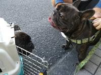 フレンチブルドック