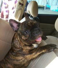 フレンチブルドック