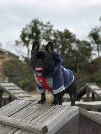 フレンチブルドック