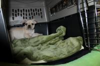 フレンチブルドック