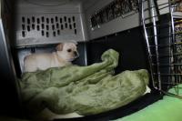 フレンチブルドック