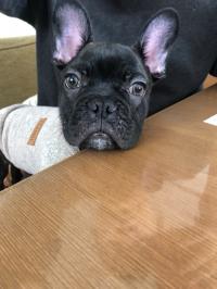 フレンチブルドック