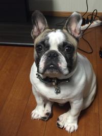 フレンチブルドック