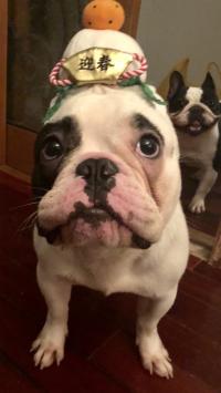 フレンチブルドック