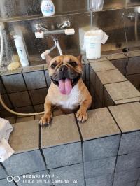 フレンチブルドック