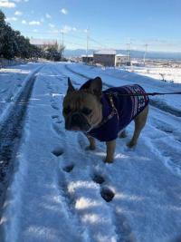 フレンチブルドック