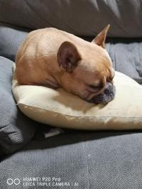 フレンチブルドック