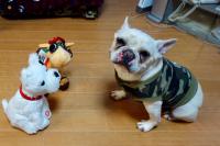 フレンチブルドック