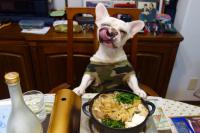 フレンチブルドック