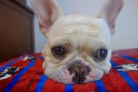 フレンチブルドック
