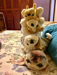 フレンチブルドック