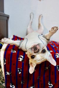 フレンチブルドック