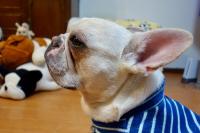 フレンチブルドック