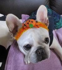 フレンチブルドック