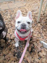 フレンチブルドック