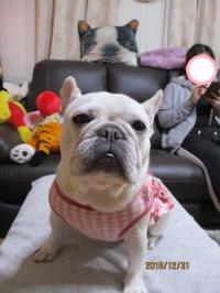 フレンチブルドック