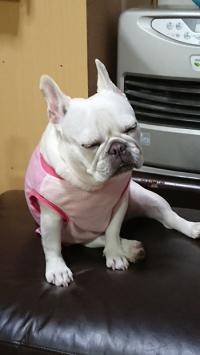 フレンチブルドック