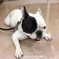 フレンチブルドック