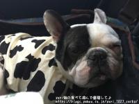 フレンチブルドック