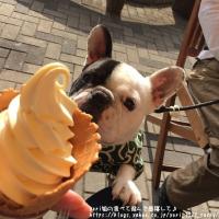 フレンチブルドック